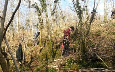 Coppice Silviculture